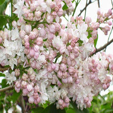 Load image into Gallery viewer, Beauty of Moscow Lilac Shrubs
