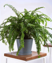 Load image into Gallery viewer, Kimberly Queen Ferns