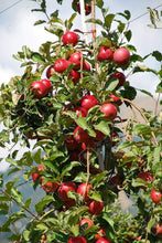 Load image into Gallery viewer, Red Gala Apple Trees