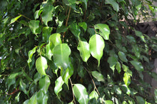 Load image into Gallery viewer, Ficus benjamina Trees