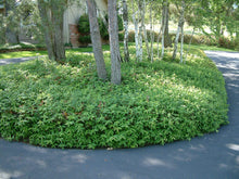 Load image into Gallery viewer, St. John's Wort