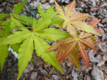 Load image into Gallery viewer, Orange Dream Japanese Maple Trees