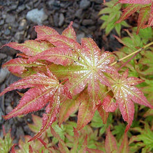 Load image into Gallery viewer, FALSE