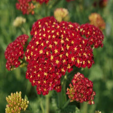 Load image into Gallery viewer, Achillea Strawberry Seduction
