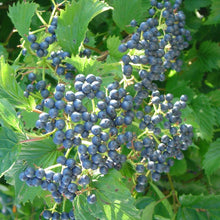 Load image into Gallery viewer, Viburnum Arrowwood Shrubs