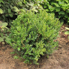 Load image into Gallery viewer, Green Ice Boxwood Shrubs