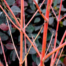 Load image into Gallery viewer, Cornus Midwinter Fire Dogwood Shrubs