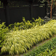 Load image into Gallery viewer, Aureola Japanese Forest Grass