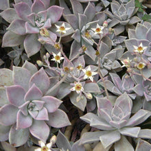 Load image into Gallery viewer, Graptopetalum Ghost Plants