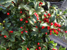Load image into Gallery viewer, Blue Princess Holly Shrubs