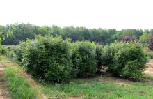 Load image into Gallery viewer, Southern Gentleman Holly Shrubs