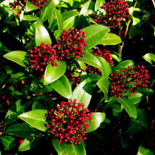 Load image into Gallery viewer, Skimmia Japanese Shrubs