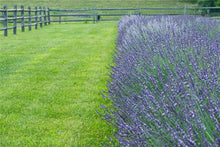 Load image into Gallery viewer, Phenomenal Lavender