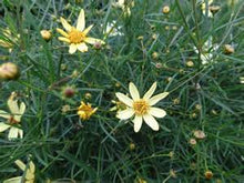 Load image into Gallery viewer, Coreopsis Moonbeam Plants
