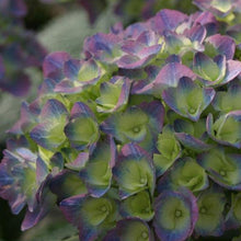 Load image into Gallery viewer, Cityline Rio Hydrangea Shrubs