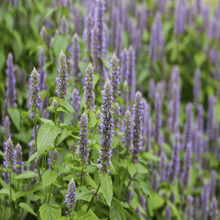 Load image into Gallery viewer, Agastache Blue Fortune