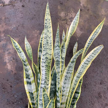 Load image into Gallery viewer, FALSE