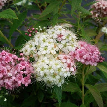 Load image into Gallery viewer, Shirobana Spirea Shrubs