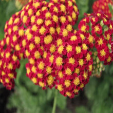 Load image into Gallery viewer, Achillea Strawberry Seduction