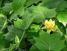 Load image into Gallery viewer, Tulip Poplar Trees