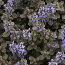 Load image into Gallery viewer, Ajuga Chocolate Chip