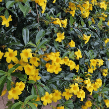 Load image into Gallery viewer, Allamanda Bush