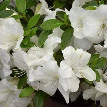 Load image into Gallery viewer, Autumn Ivory Encore Azalea Shrubs