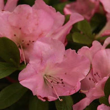 Load image into Gallery viewer, Autumn Debutante Encore Azalea Shrubs