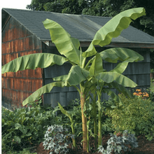 Load image into Gallery viewer, Banana 'Musa basjoo' Plants