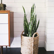 Load image into Gallery viewer, Black Coral Snake Plants