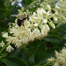 Load image into Gallery viewer, Clethra Hummingbird Shrubs