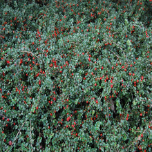 Load image into Gallery viewer, Cranberry Cotoneaster Shrubs