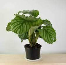 Load image into Gallery viewer, Calathea Orbifolia Plants