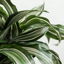 Load image into Gallery viewer, Dracaena Jade Jewel Plants