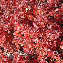 Load image into Gallery viewer, Crimson Pygmy Barberry Shrubs