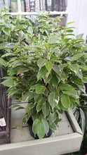Load image into Gallery viewer, Variegated Ficus benjamina Plants