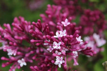 Load image into Gallery viewer, Red Pixie Lilac Shrubs