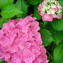 Load image into Gallery viewer, Forever Pink Hydrangea Shrubs