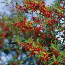 Load image into Gallery viewer, Foster Holly Tree