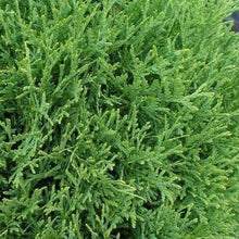 Load image into Gallery viewer, Hetz Midget Globe Arborvitae Shrubs