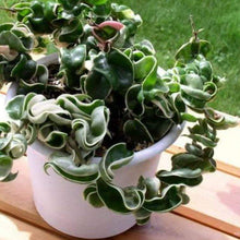 Load image into Gallery viewer, Hindu Rope Hoya Plants