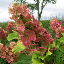 Load image into Gallery viewer, Ruby Slippers Oakleaf Hydrangea