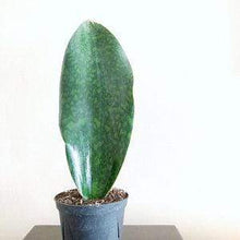 Load image into Gallery viewer, Shark Fin Snake Plants