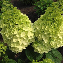 Load image into Gallery viewer, Lava Lamp Moonrock Hydrangea Shrubs