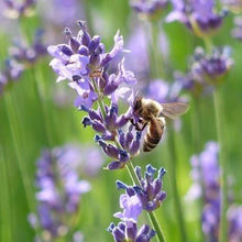 Load image into Gallery viewer, Lavender Provence