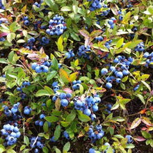 Load image into Gallery viewer, Low Bush Blueberry Bushes