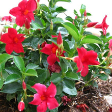 Load image into Gallery viewer, Mandevilla Plant