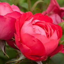 Load image into Gallery viewer, Oso Easy Double Red Rose Bushes