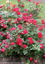 Load image into Gallery viewer, Oso Easy Double Red Rose Bushes