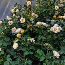 Load image into Gallery viewer, FALSE